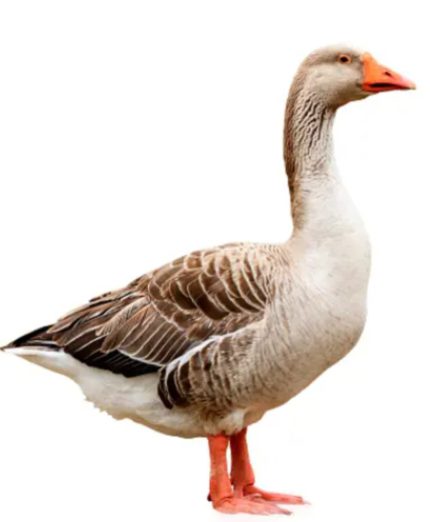 রাজহাস এর মাংশ