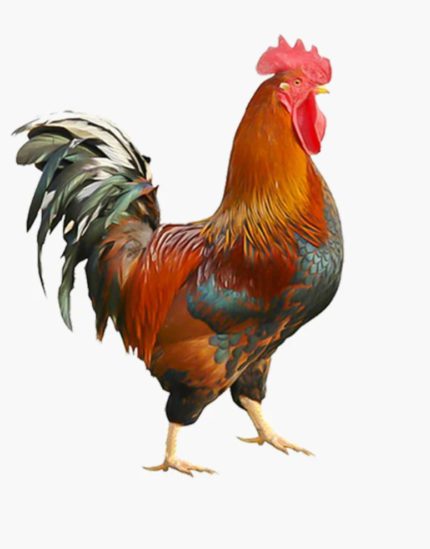 দেশী মুরগির মাংস
