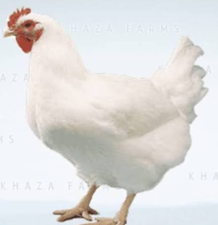 সাদা পল‌ট্রি মোরগ