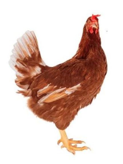 কক মোরগ
