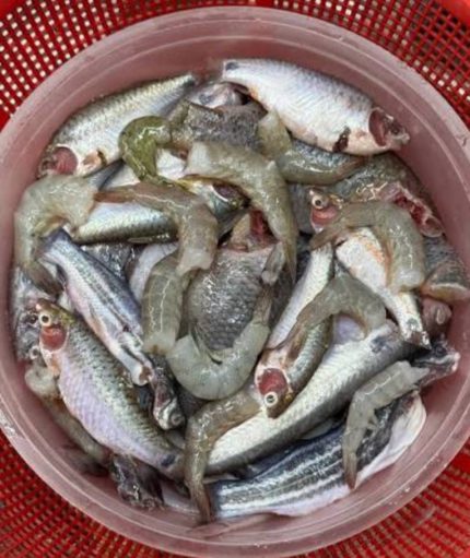 মিক্স মাছ