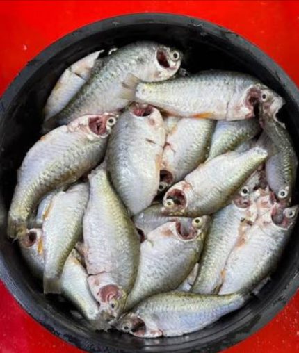 পু‌টি মাছ দেশী